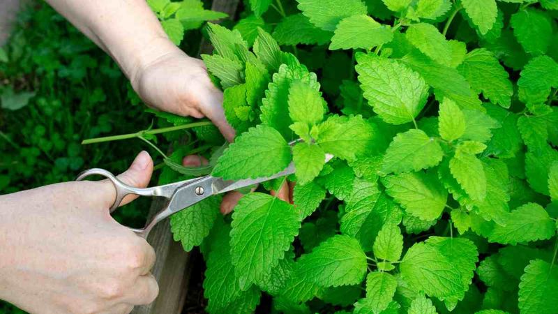 Mint for Rodent Control