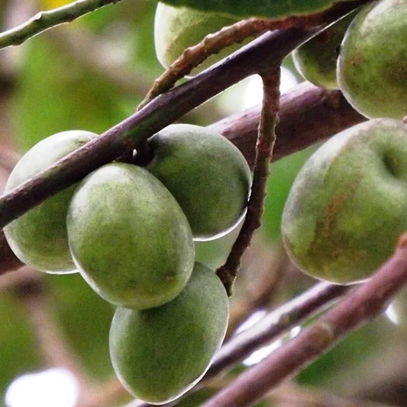 Ceylon Olive