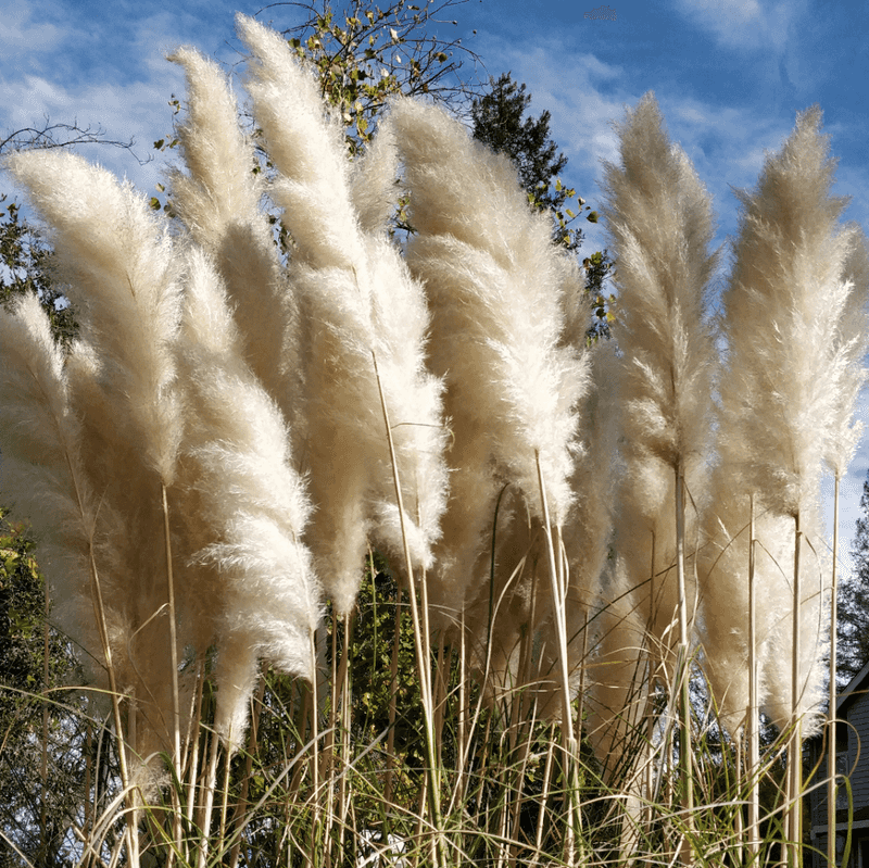 Pampas Grass