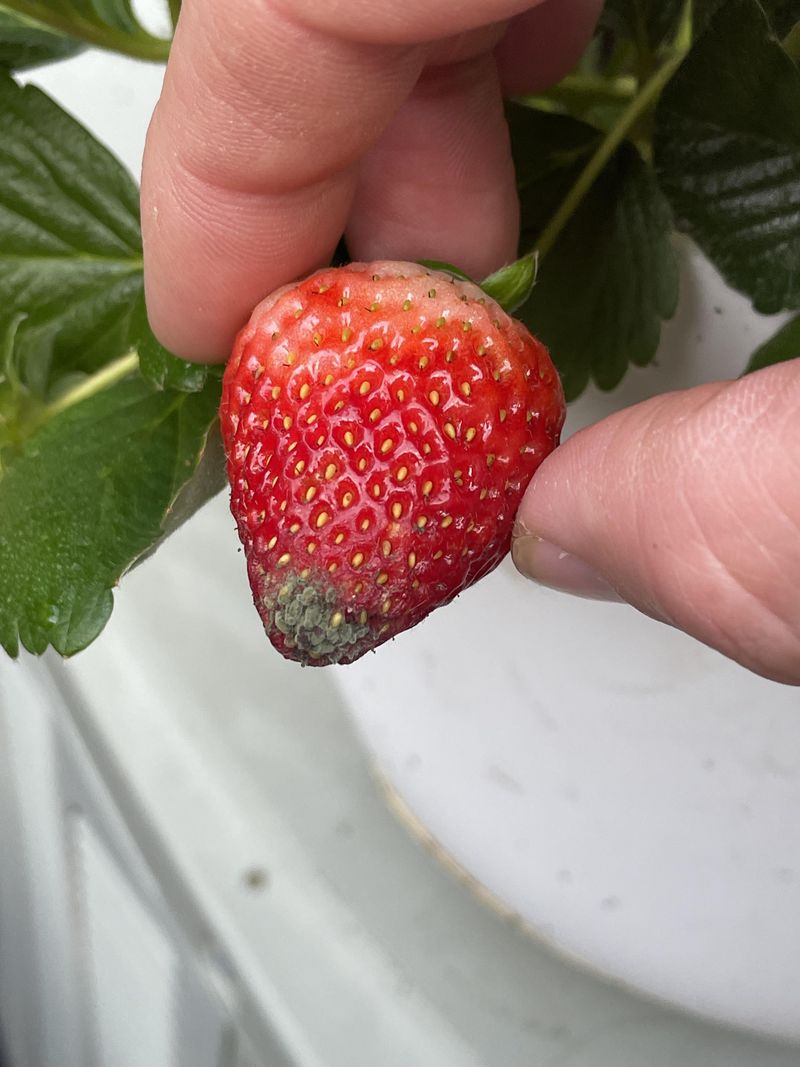 Mishandling Ripe Berries