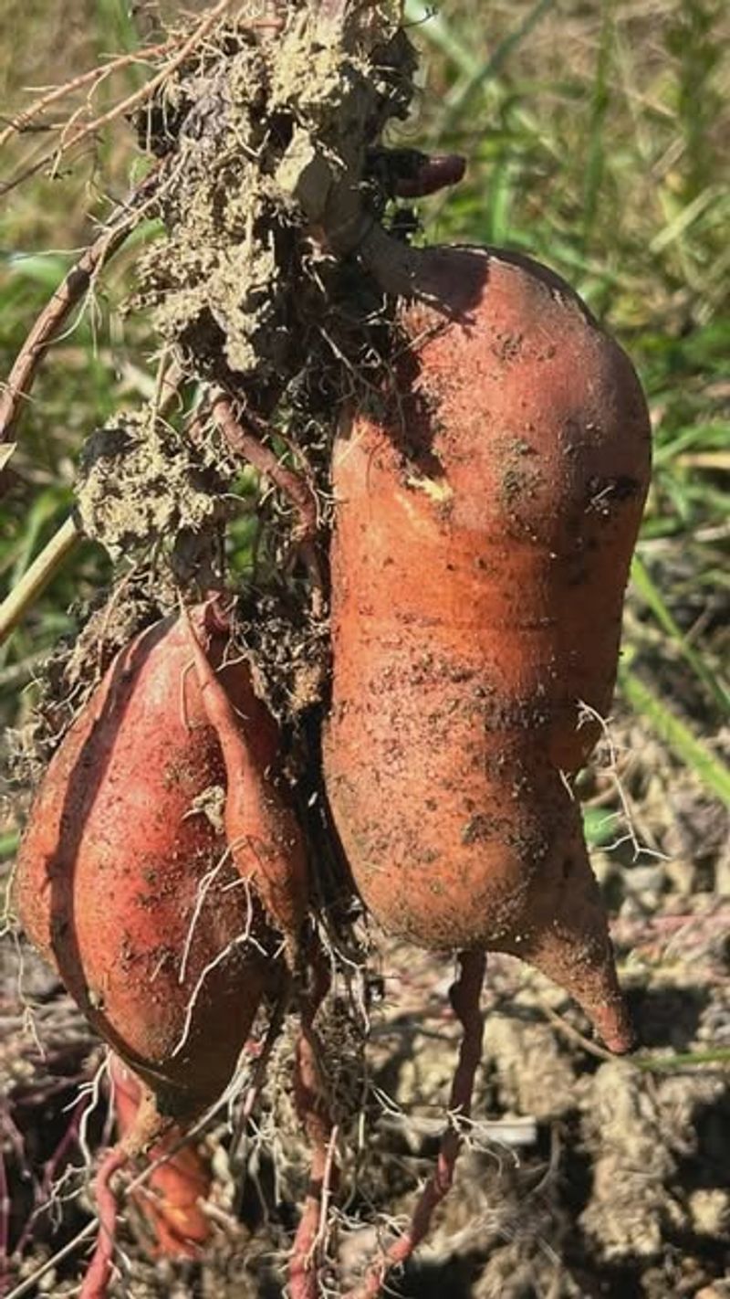 Mississippi's Massive Sweet Potato