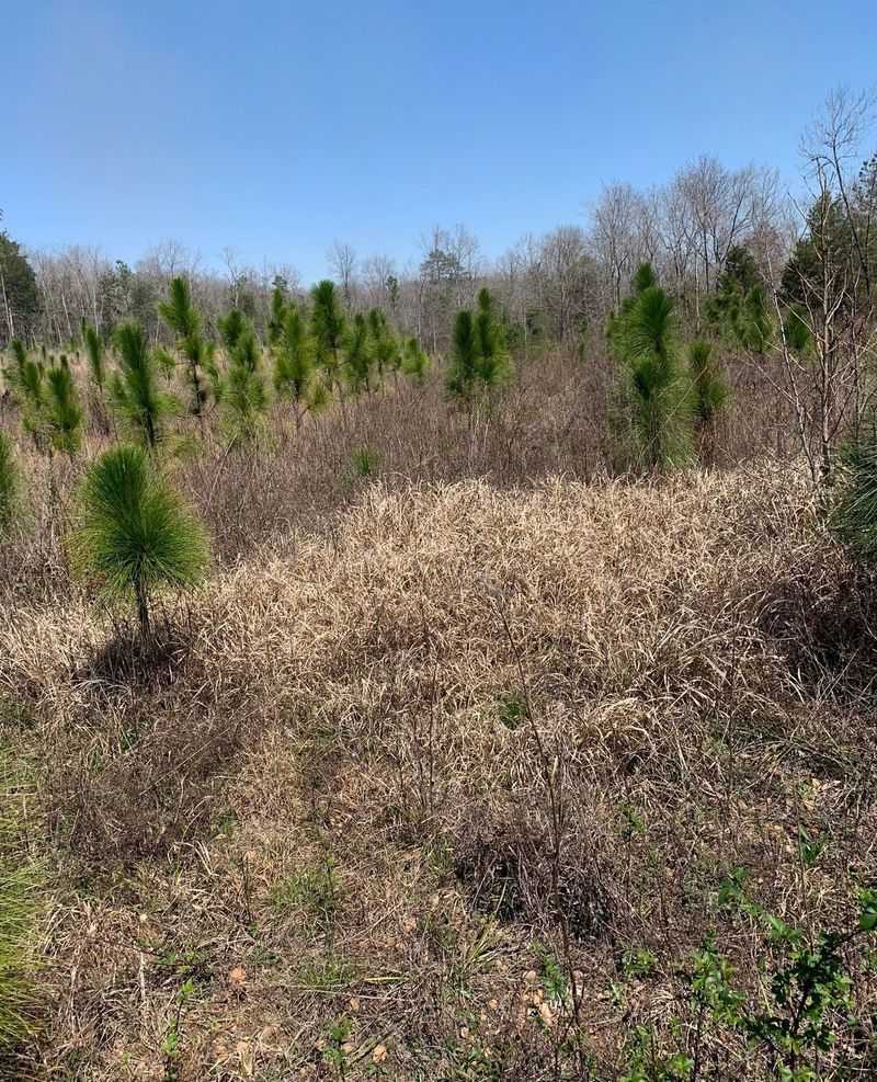 Mississippi: Cogongrass