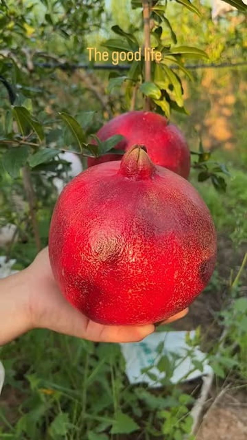 Mississippi - Jumbo Pomegranate