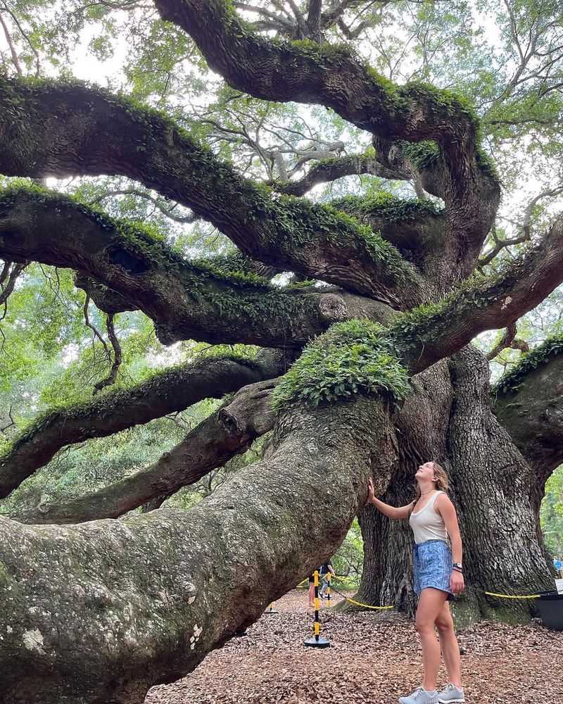 Mississippi's Mighty Oak