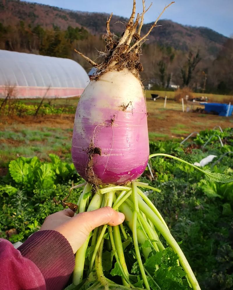 Missouri's Large Turnip