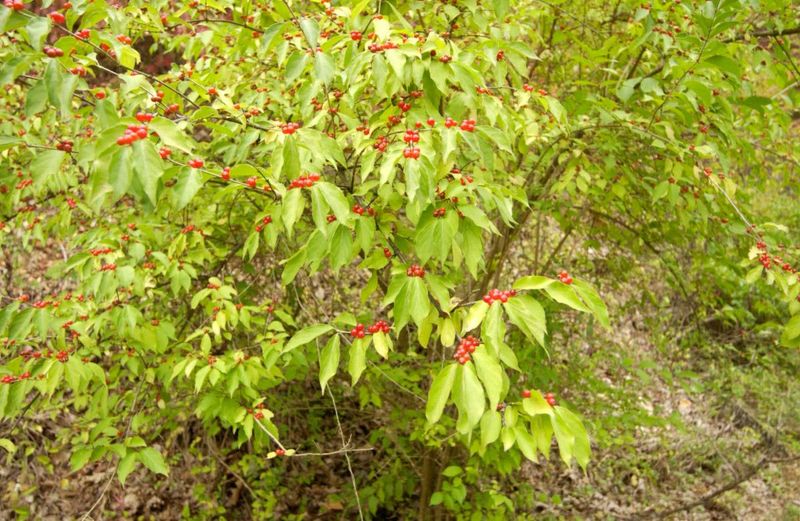 Missouri: Bush Honeysuckle