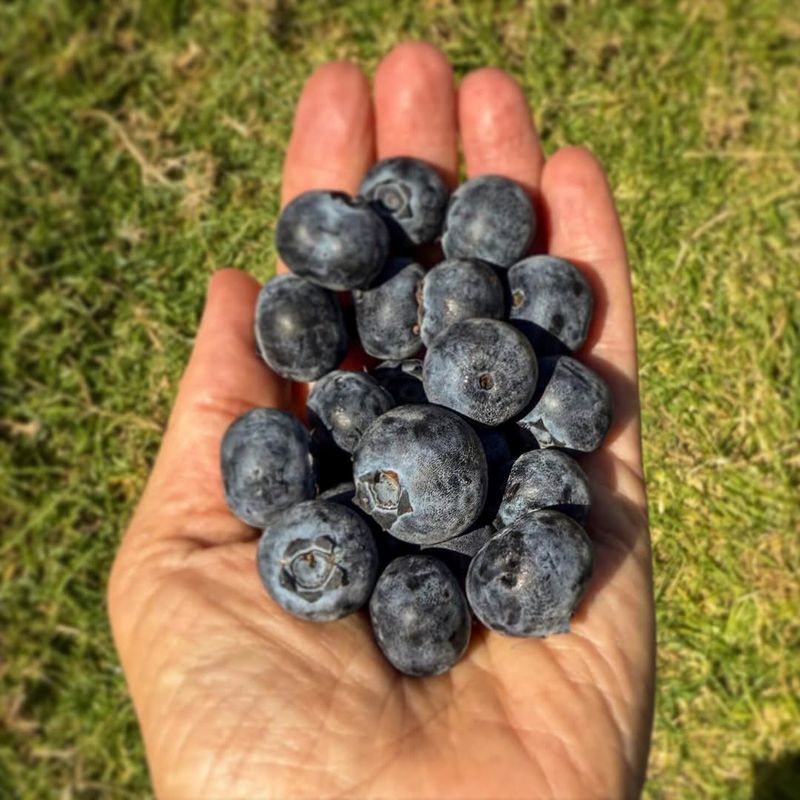 Missouri - Huge Blueberry