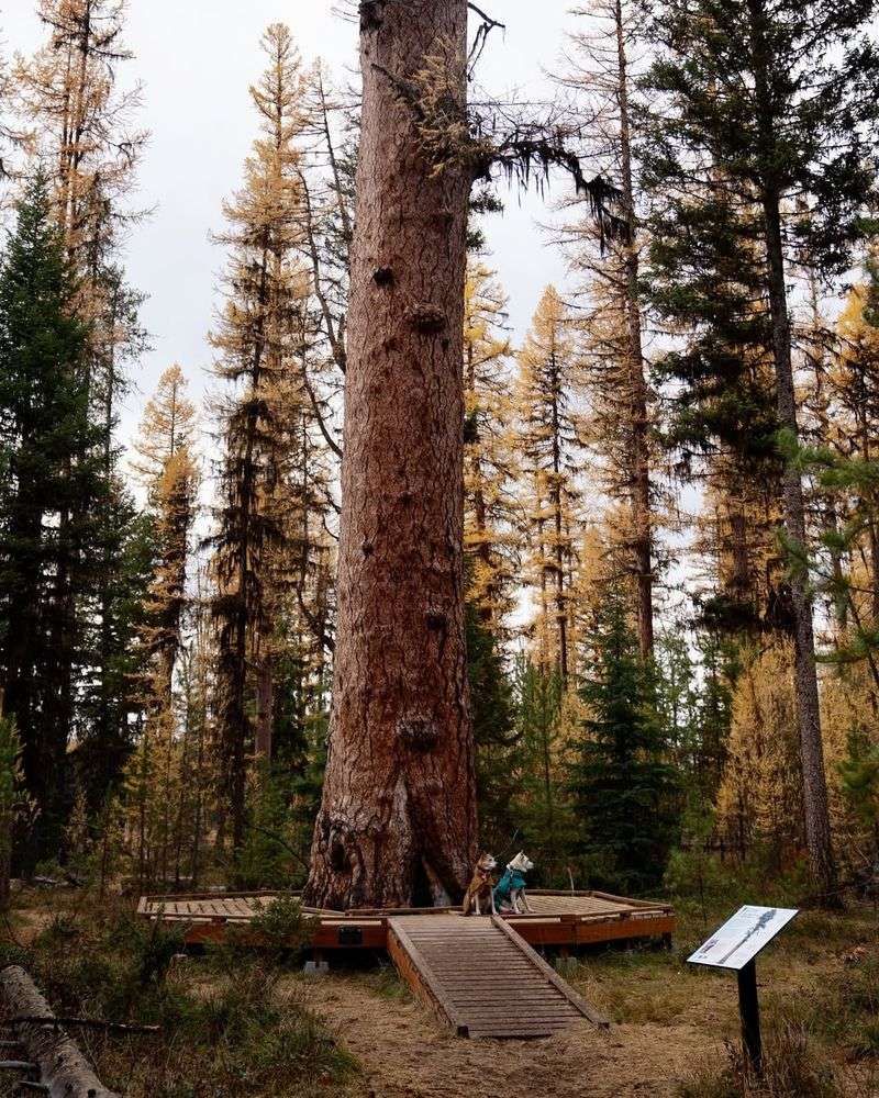 Missouri's Forest Colossus