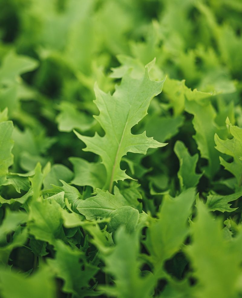 Mizuna Lettuce