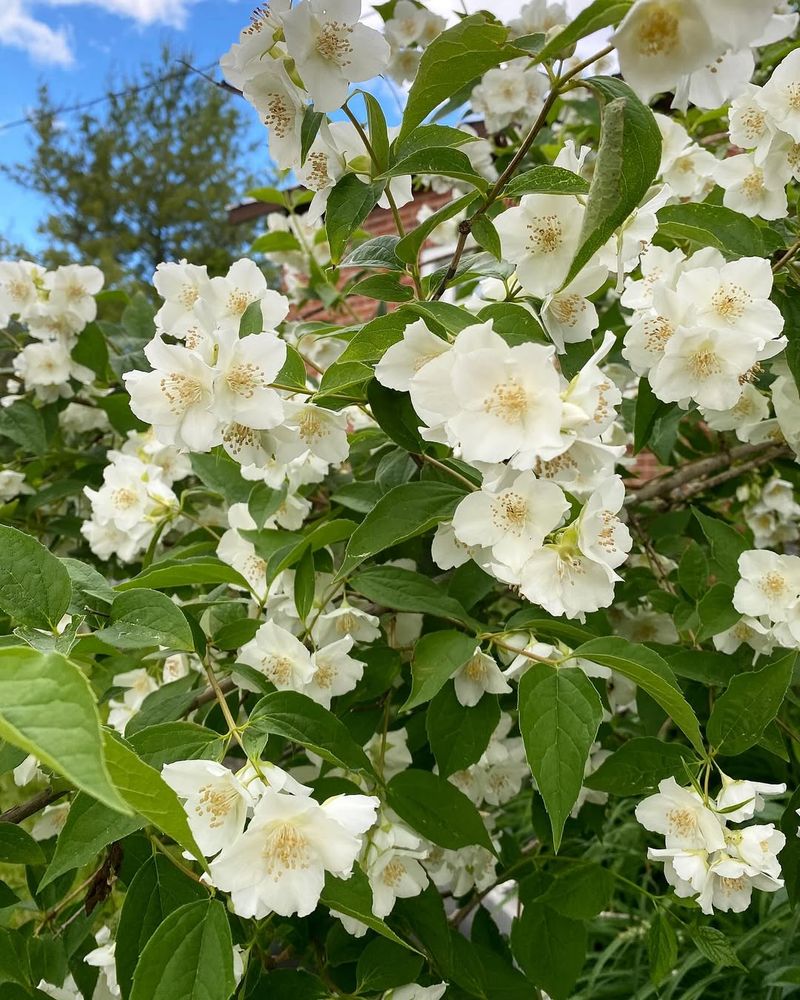 Mock Orange