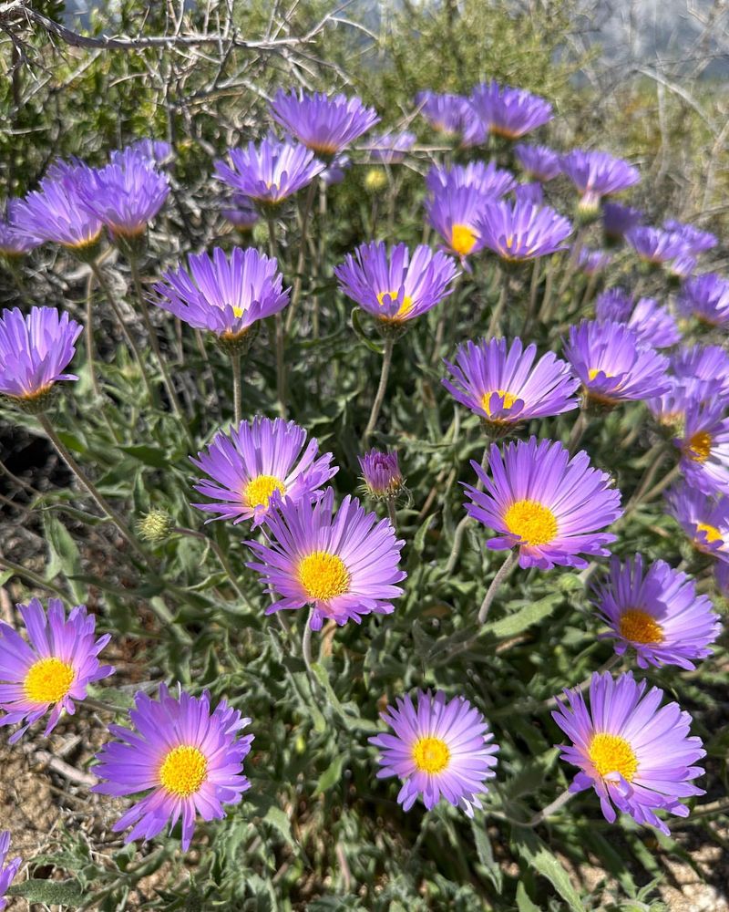 Mojave Aster