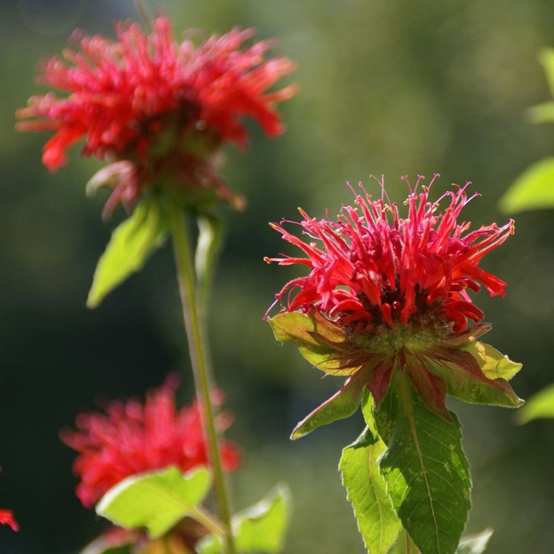 Monarda