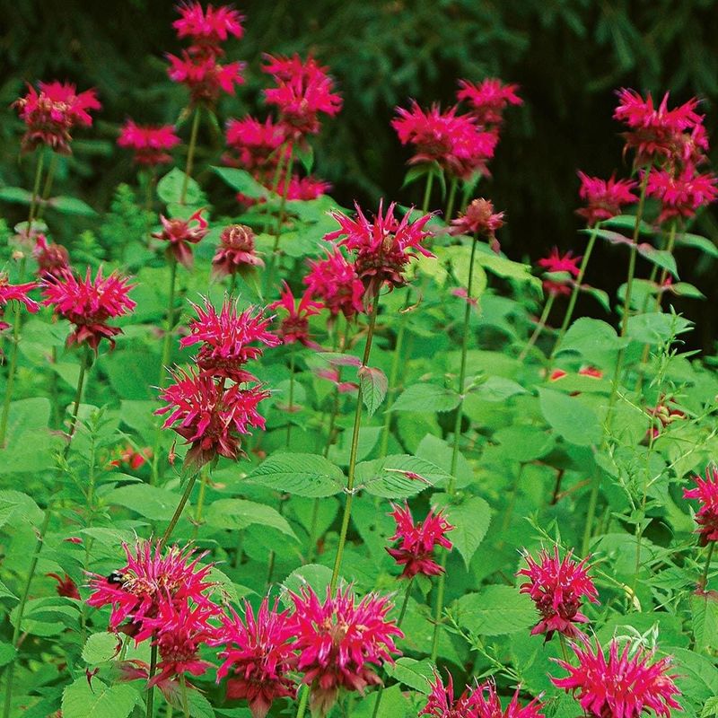 Monarda