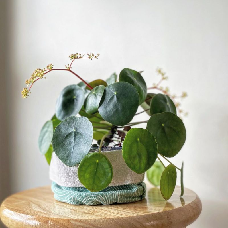 Pilea