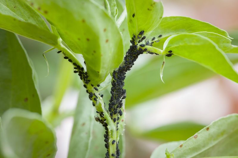 Monitor for Pests