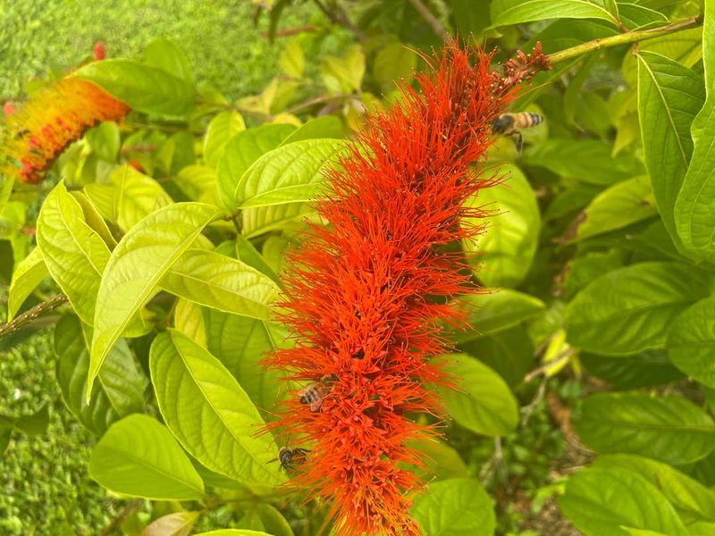 Monkey Brush Vine