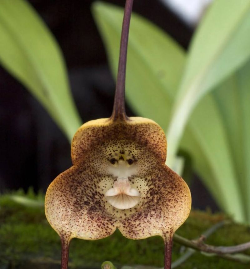 Monkey Orchid