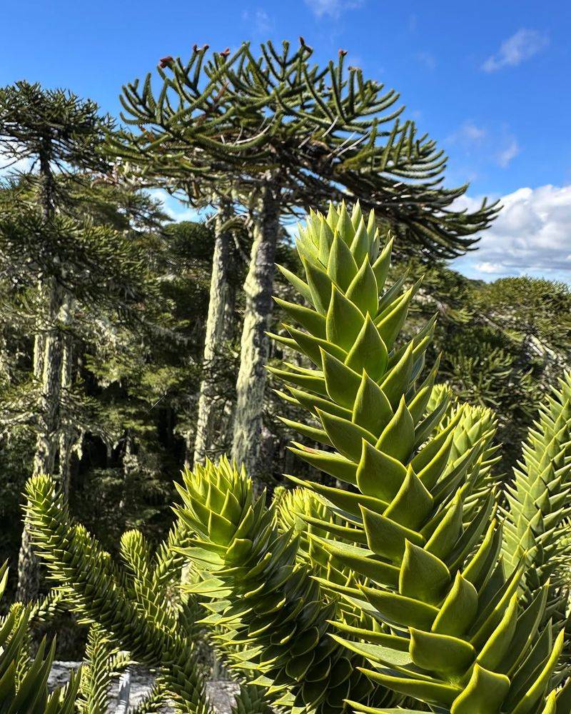 Monkey Puzzle Tree