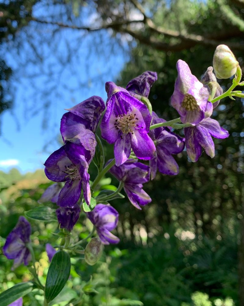 Monkshood (Aconitum)