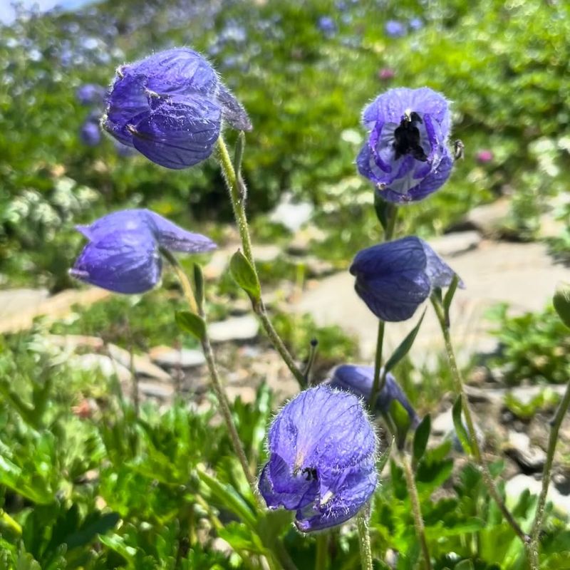 Monkshood