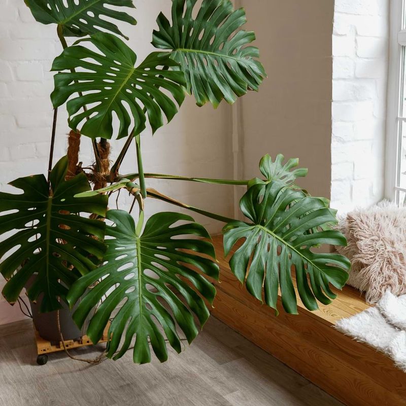 Monstera