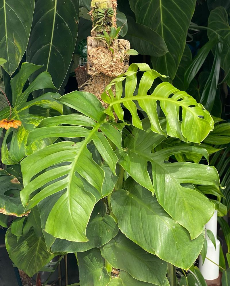 Monstera