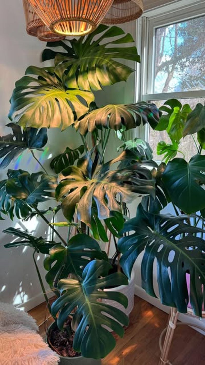 Monstera