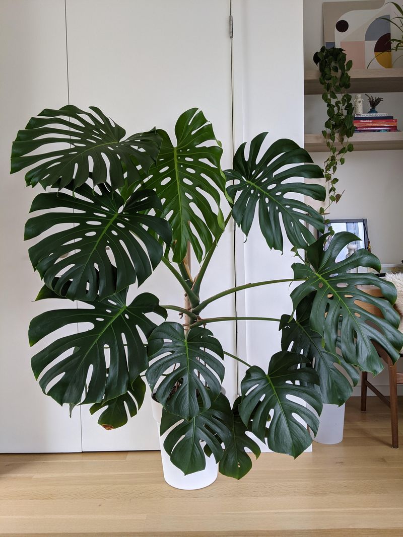 Monstera Deliciosa