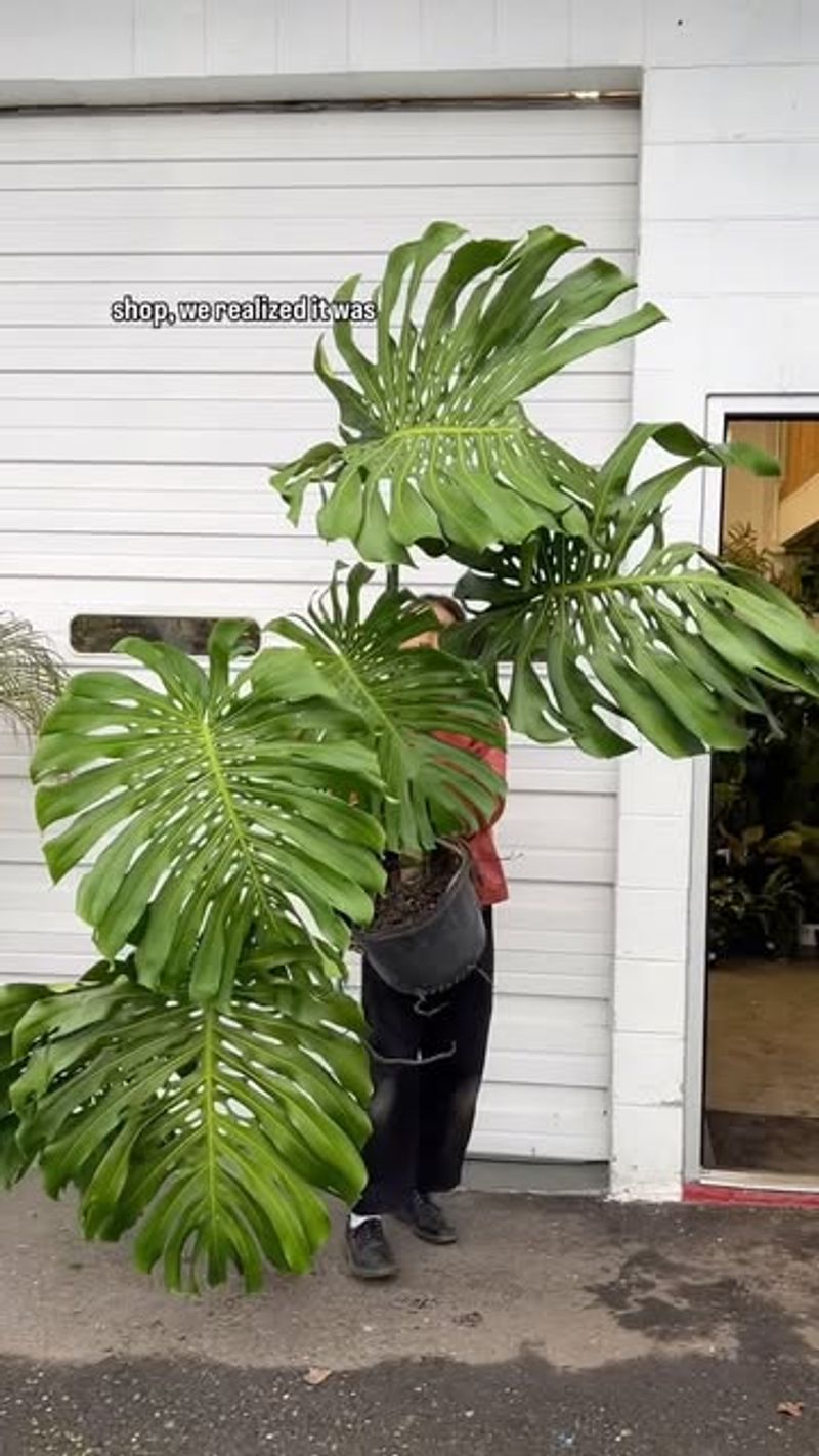 Monstera Deliciosa