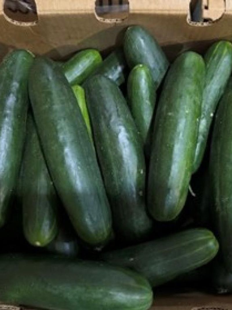 Montana's Enormous Cucumber