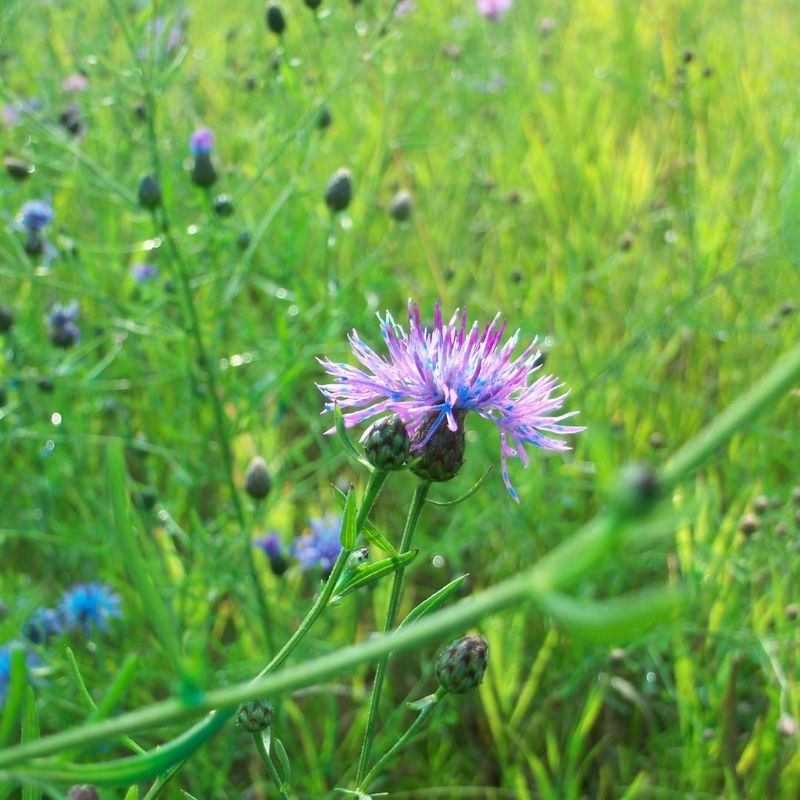 Montana: Spotted Knapweed