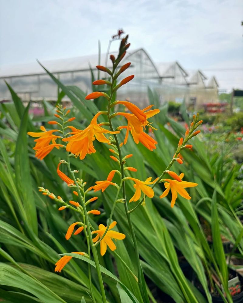 Montbretia