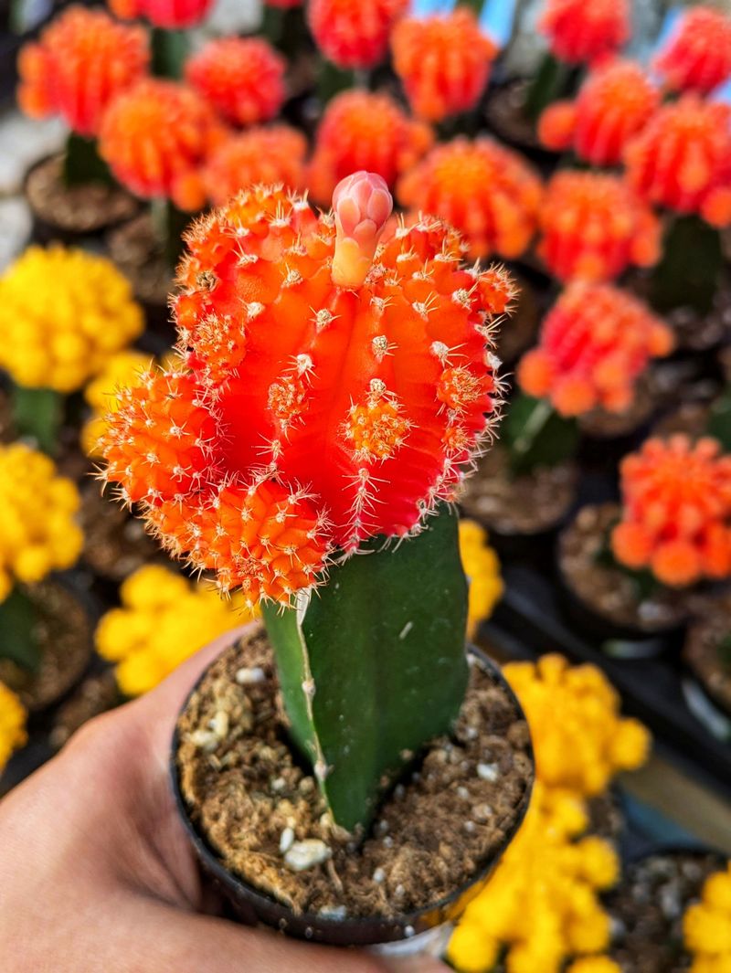 Moon Cactus