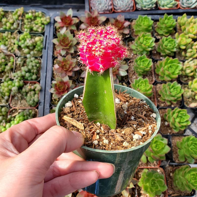 Moon Cactus