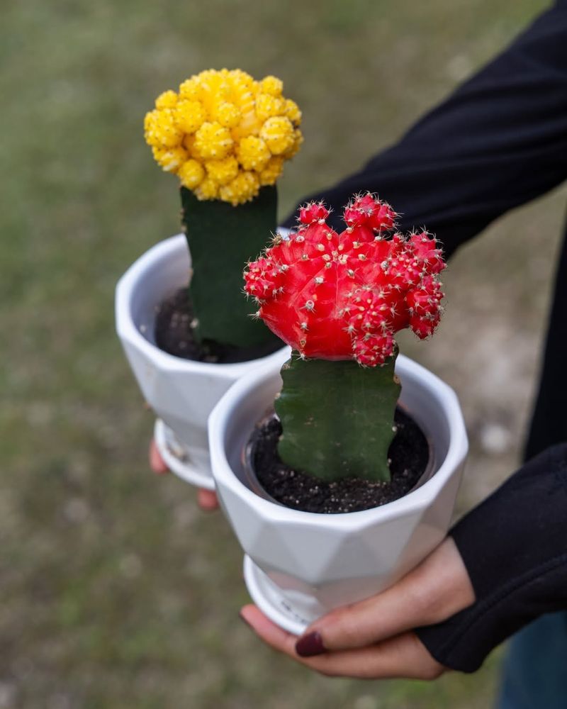 Moon Cactus