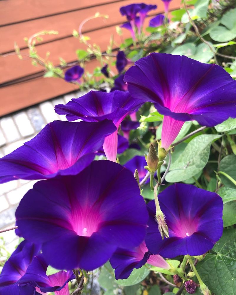 Morning Glories