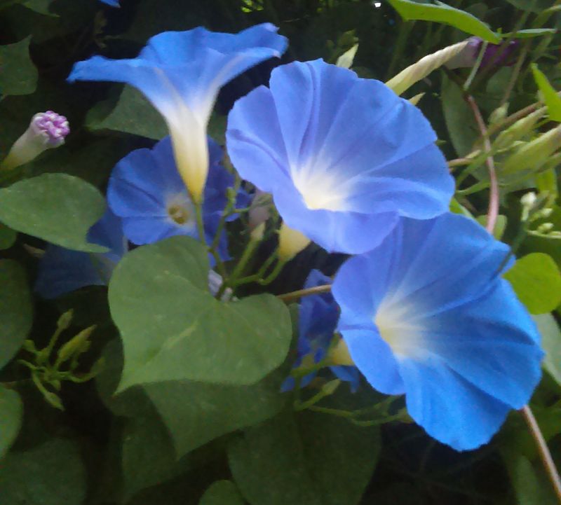 Morning Glories