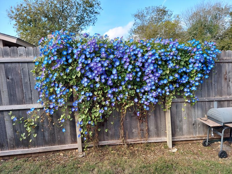 Morning Glories