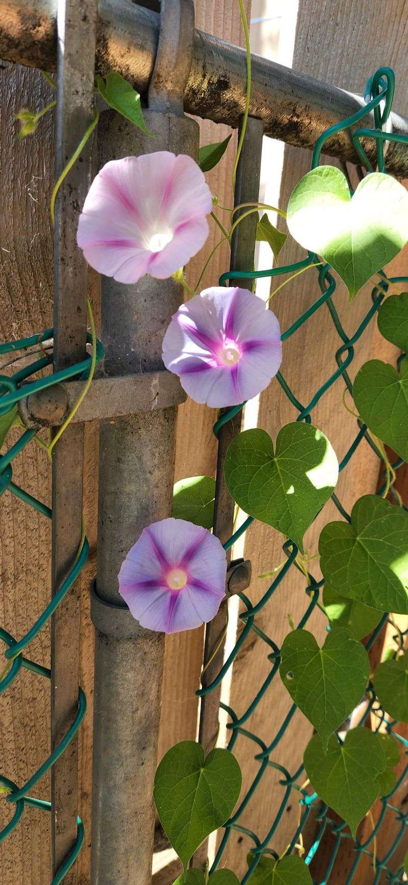 Morning Glories