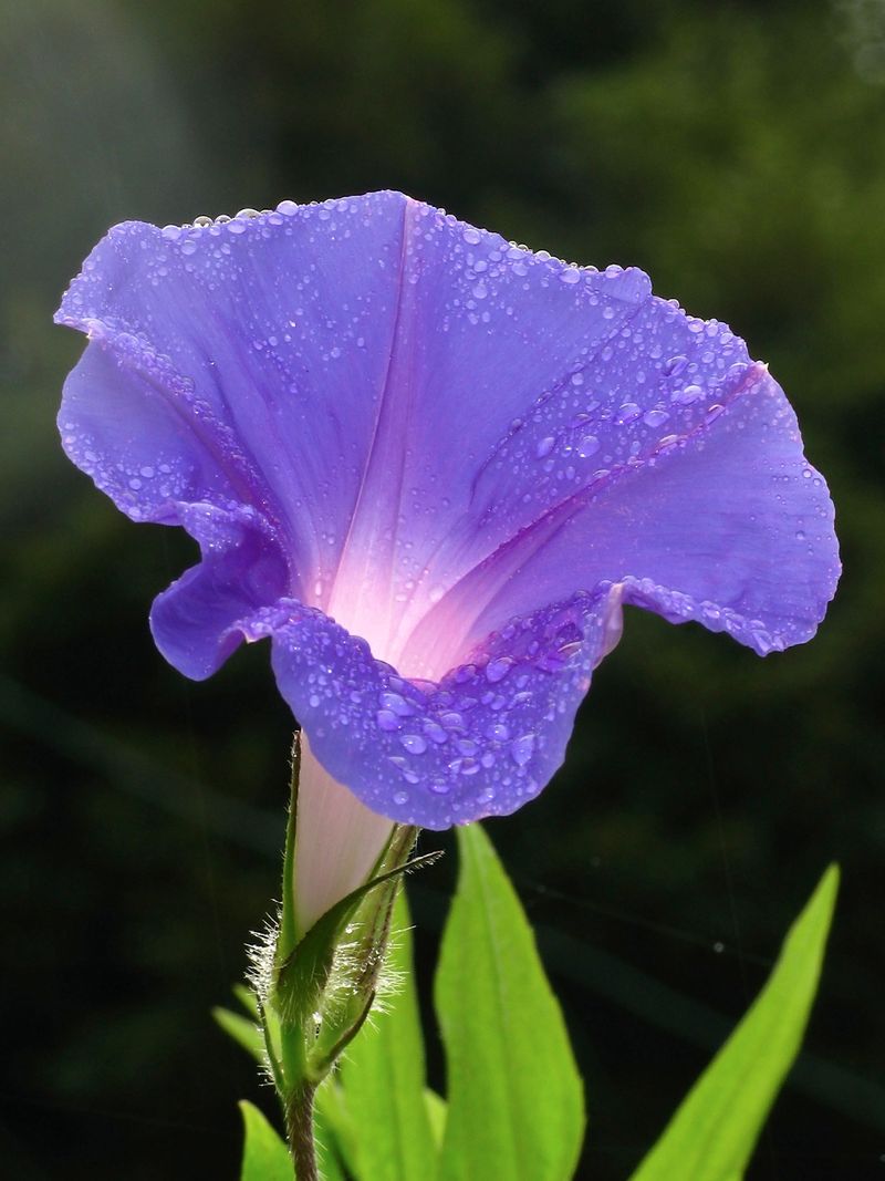 Morning Glories