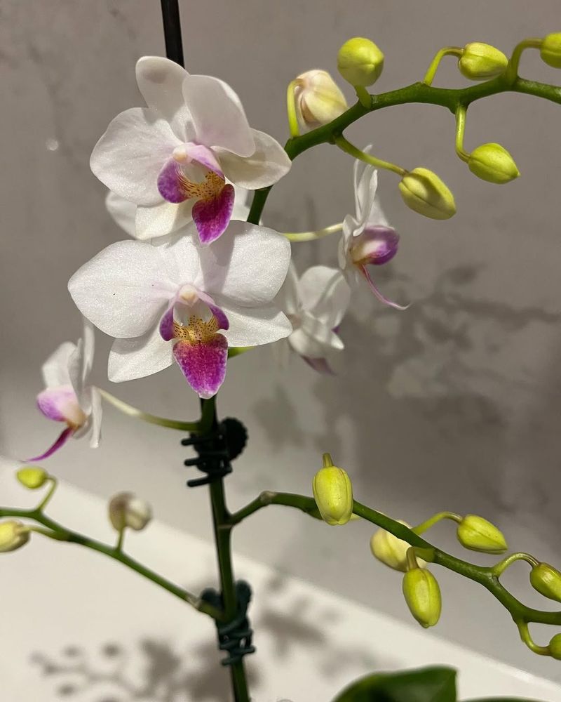 Moth Orchids