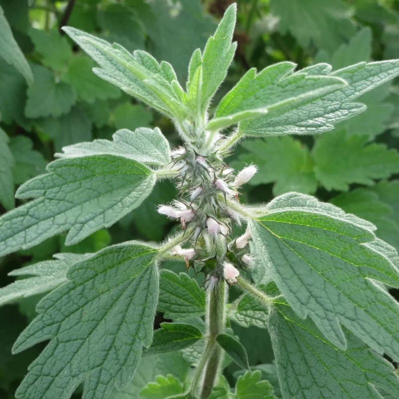 Motherwort