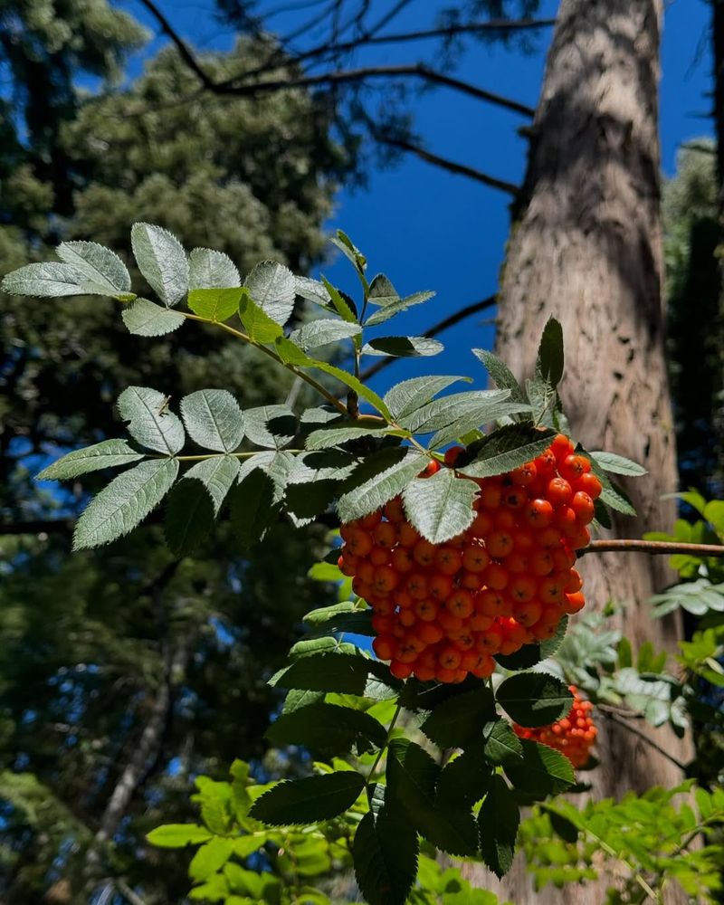 Mountain Ash