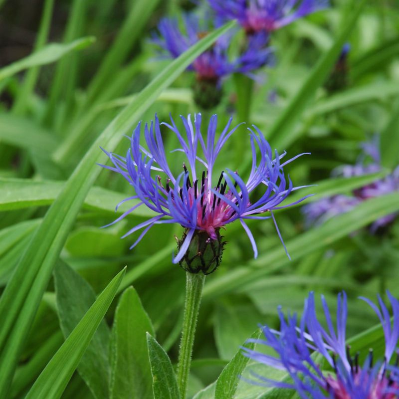 Mountain Bluet