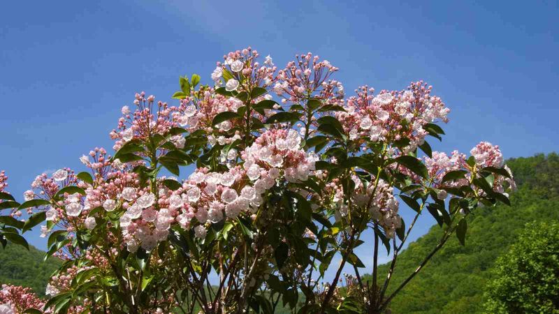 Mountain Laurel