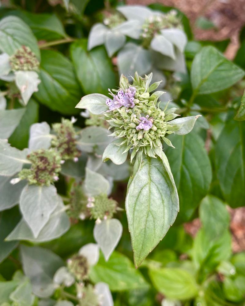 Mountain Mint