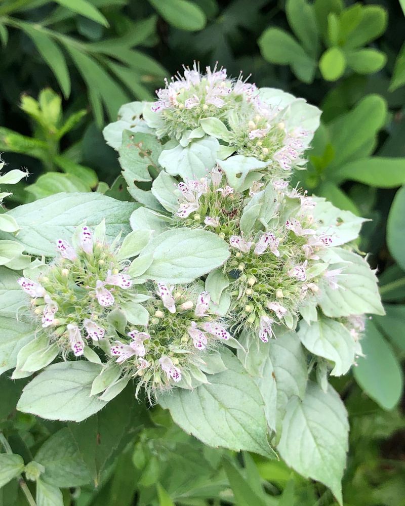 Mountain Mint