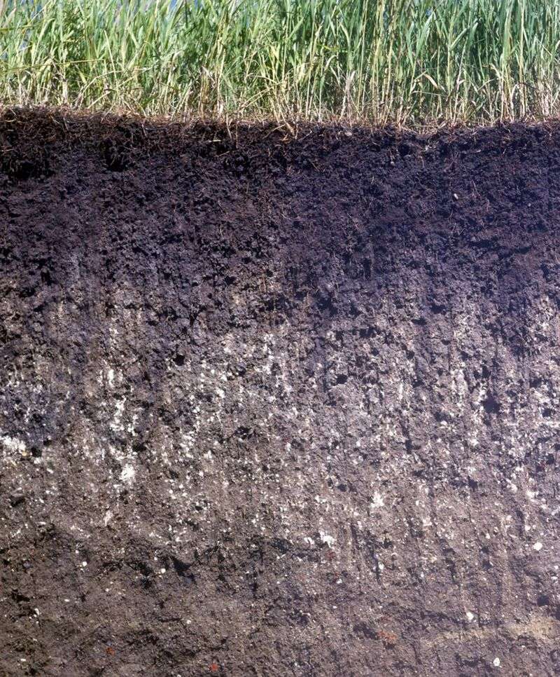 Ignoring Soil Health