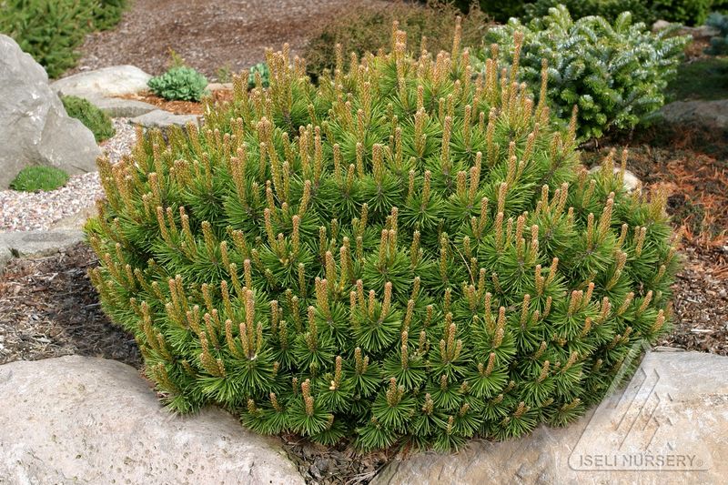 Mugo Pine