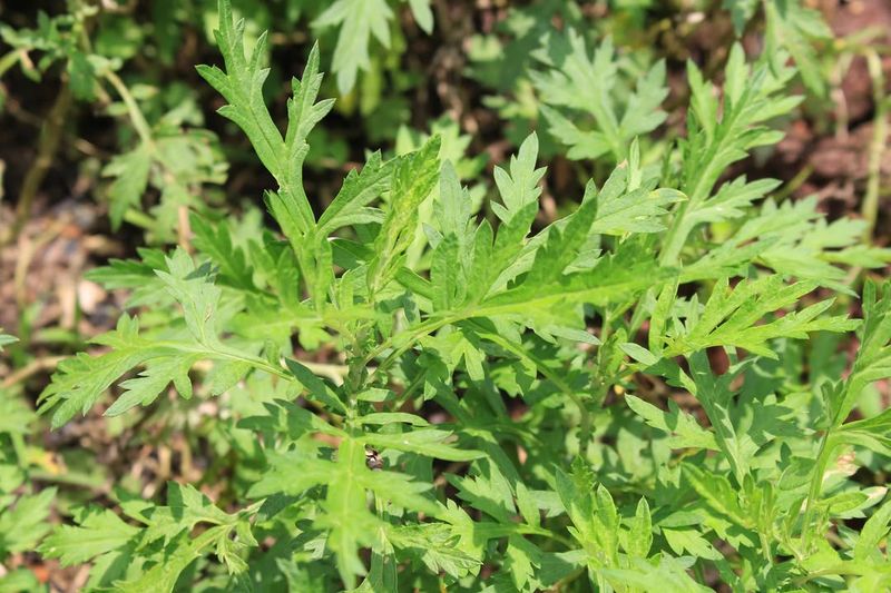 Mugwort